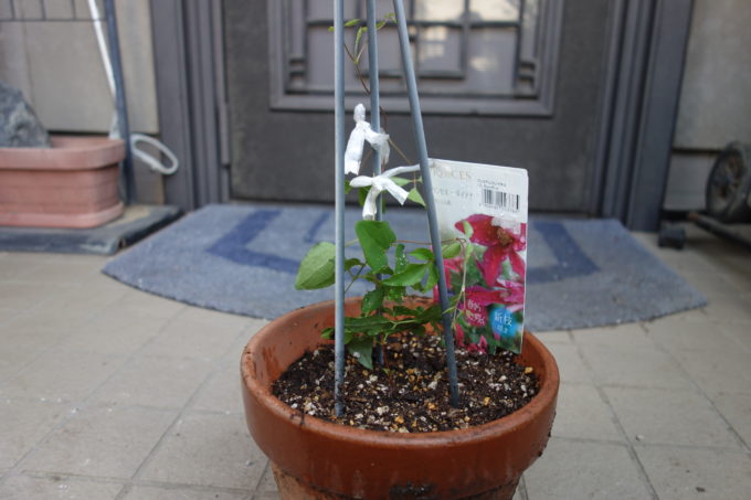 テクセンシス系クレマチス プリンセス ダイアナの小さいポット苗の植え替え