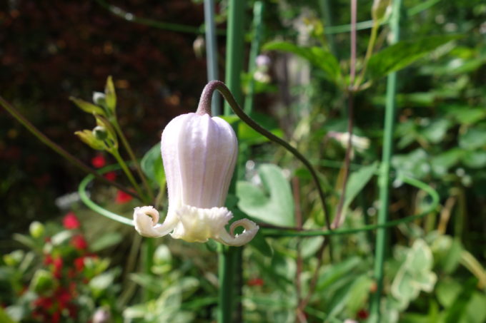 ヴォルナ系 テキセンシス系のクレマチス つぼ型の可愛い花